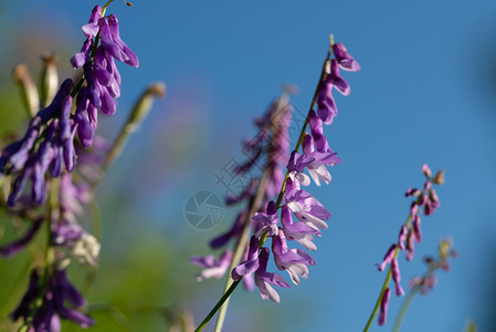 绿色Fumariaofficinals美丽的紫花在田野中特写草本烟熏图片
