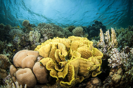 健康活动在清蓝水中采集海洋不同珊瑚的浅蓝色水扇子图片