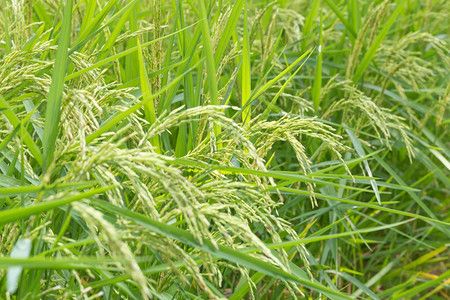 稻田大米的谷物农用土地作出去有机的黄色图片