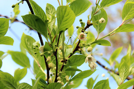 藤本植物药用园艺五味子花枝与盛开的五味子娇嫩花朵图片