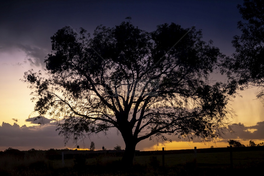 户外橡木植物学在墨西哥哈利斯科的春天风景中日落时的大树环绕着背影图片