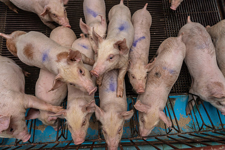 商业猪养殖场的幼养场团体自然高清图片素材