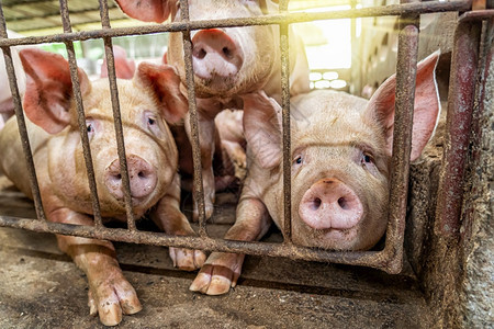 工业的猪养殖场业的幼保护食物健康高清图片素材