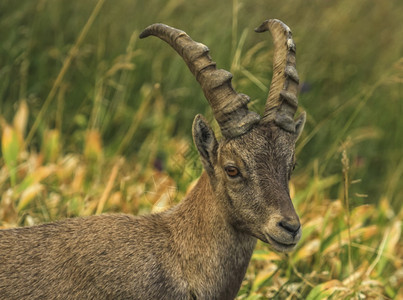 美丽的走在法国阿尔卑斯山的雄野生高羊或steinbock雄野生高山羊或steinbock岩石动物图片