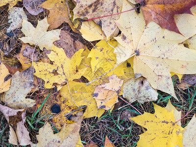 黄叶落于地上秋天背景十月棕色的红金的高清图片素材