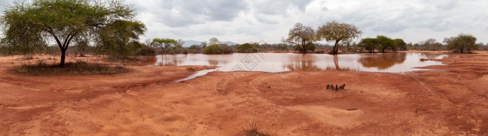 云金合欢肯尼亚热带草原上小湖的风骚荒野图片