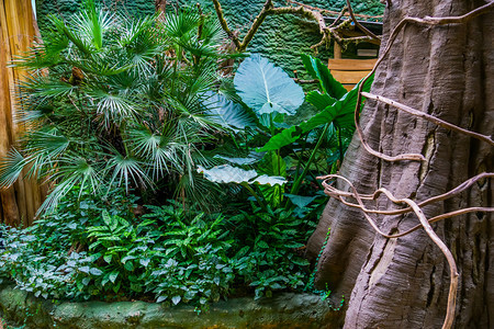 手掌栽培的热带植物和花园的一棵树外来植物背景常绿图片