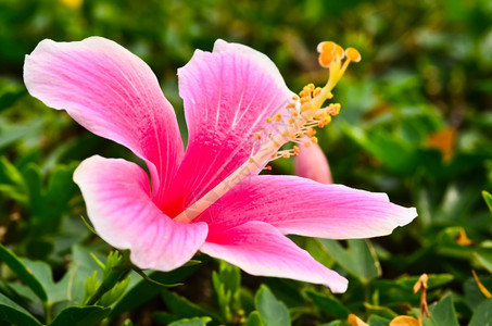 季节粉红花碧雏菊园图片