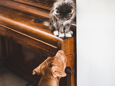 猫和钢琴素材拉布拉多犬朋友高清图片