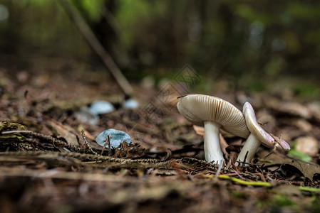 荒野蘑菇在森林中坠落牛肝菌素食主义者图片