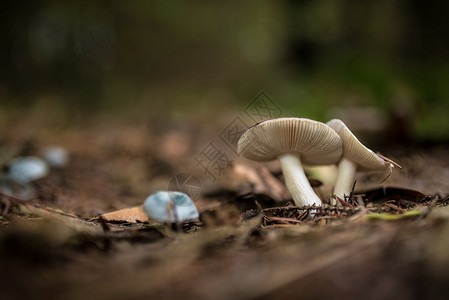 素食主义者蘑菇在森林中坠落季节秋天图片