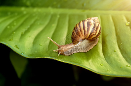 粘液生物在绿叶的花园里有奇妙的蜗牛慢图片