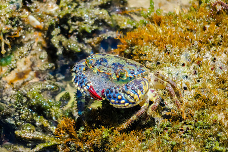 动物群荒野太平洋来自巴西海岸的美丽螃蟹图片