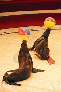 海豹玩球动物学巨大的训练有素海狗在马戏团舞台上用球做表演海洋哺乳动物在马戏团的舞台上表演海狗在马戏团的表演海狗在马戏团的表演湿背景