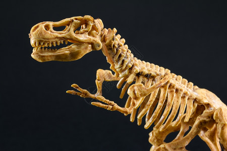古生物学侏罗纪化石恐龙暴T雷克斯雕像骨架在黑色背景上trex玩具图片