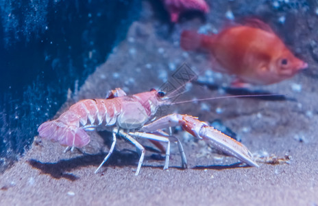甲壳类动物虾皮水族馆底部的龙虾和都不得关闭水产养殖业最受欢迎的宠物海螯虾图片