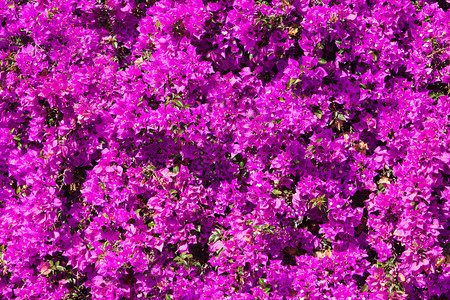 新鲜的户外明亮粉红正布加林维拉花朵作为卉背景布干维尔a鲜花纹理和背景植物图片