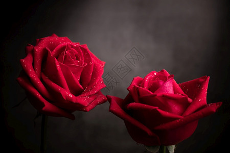 浪漫的美丽2个红新玫瑰在PetalPartyFloorer上放着小滴子爱情和人节的象征符号CLoseup拍摄和暗色音调奢华图片