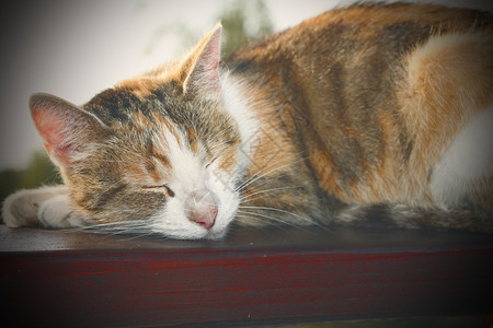 头发说谎懒猫睡在木制巴勒斯贸易上并产生抑制效果栏杆图片