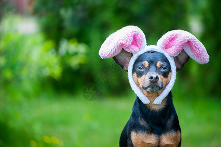 复活节文字年轻的牙齿带兔子耳朵的狗化妆品主题复活节自然绿色背景文字空间坐着背景