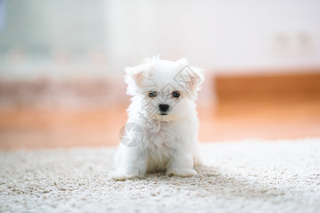 动物纯种复制白色可爱的麦芽小狗在家中看摄影机白色可爱的麦芽小狗2个月前看着我们图片