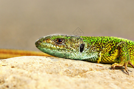 丑陋蝗科颜色彩绿蜥蜴拉塞塔维里迪斯图片