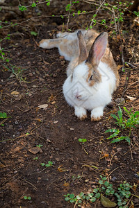 兔子动物图片