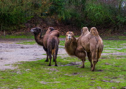 国内的家庭双倍两只美丽野骆驼一起在牧草中放来自亚洲的驯养动物图片