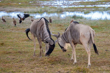 绿色放牧羚羊正在肯尼亚的狩猎中战斗Gnu公园图片