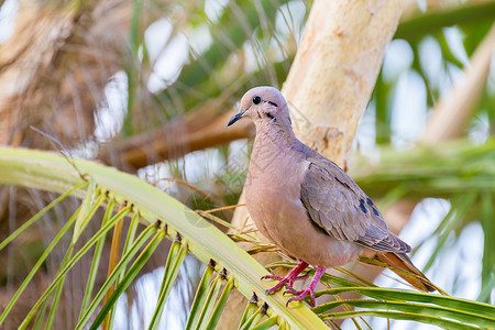 树上鸟岛屿坐着荷兰有耳的鸽子Zenaidaauriculatavinaceorufa坐在棕榈树上背景