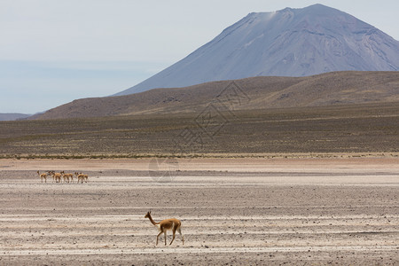 安第斯山脉的野生拉马维戈尼亚动物园羊驼公图片