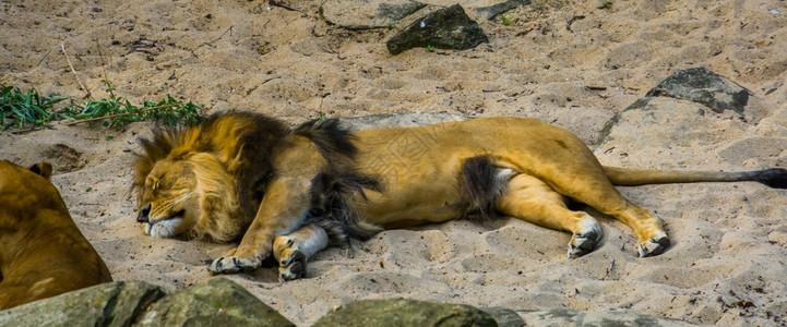 睡在沙滩里的成年雄狮调图片