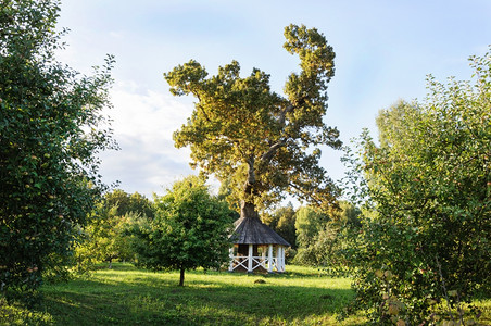 木头凉亭一种俄罗斯普科夫地区Trigorskoye村ASPushkinTrigorkoye村日落博物馆保留所公园中大橡树和白木护图片