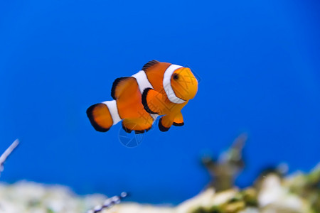 诺提勒斯水族馆中小丑鱼的图像西奈松手尼莫背景