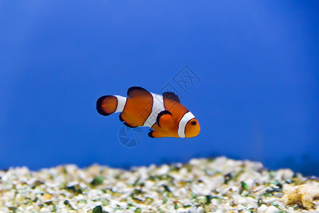 诺提勒斯阿波贡水族馆中小丑鱼的图像斑马体慈鲷科背景