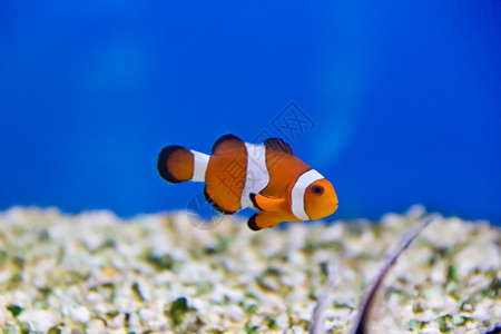 翼状体水族馆中小丑鱼的图像黑嘴栀子花图片