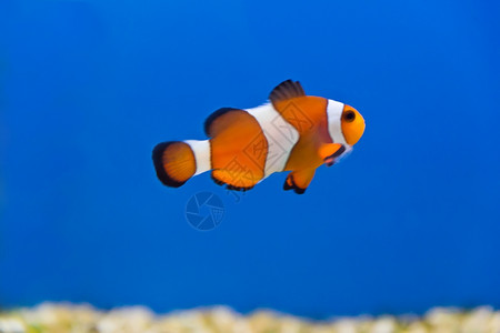 诺提勒斯水族馆中小丑鱼的图像奥诺卡拉标量狮子鱼背景