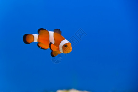 水族馆中小丑鱼的图像挥发物刺尾鱼龙葵图片