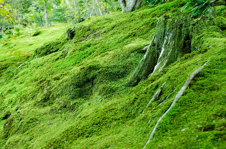 安宁春天柔软的覆盖苔草天然绿色背景的森林底层含植物天然绿色背景图片