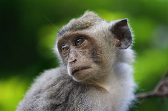印度尼西亚巴厘岛的一只木猴马来西亚约根森红树图片