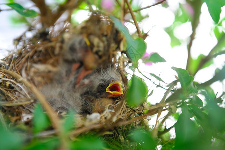 新孵化的麻雀鸟巢里有精细的羽毛等待他们父母的幼鸟商业出生动物图片