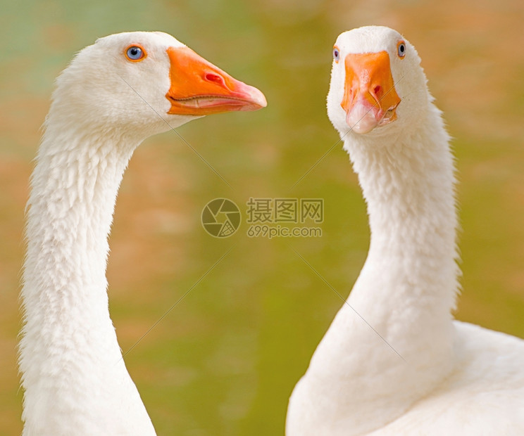 两只鹅在池塘旁盯着你看两只鹅肖像正面和侧的数字平静天鹅据图片