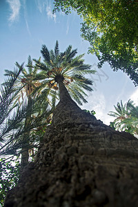 植物学突尼斯绿色椰枣树水果与蓝天的实交接在绿洲中有白云和图片