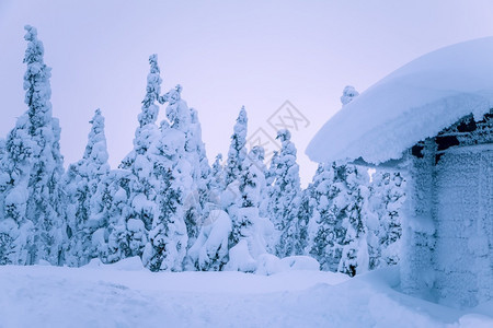 白雪覆盖树木和屋子图片