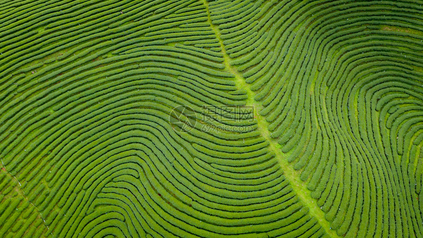 从无人驾驶飞机的空中观察山上亮莱泰陆空风景上的绿色茶叶木板农田村健康树图片