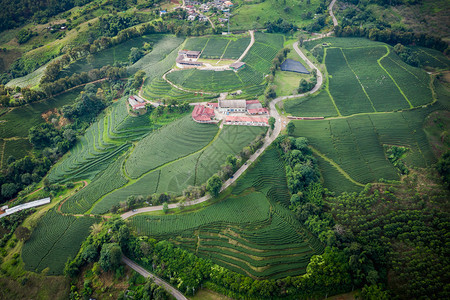 爬坡道从无人驾驶飞机的空中观察山上亮莱泰陆空风景上的绿色茶叶木板农田村植物图片