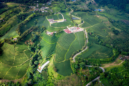 种植园树季节从无人驾驶飞机的空中观察山上亮莱泰陆空风景上的绿色茶叶木板农田图片