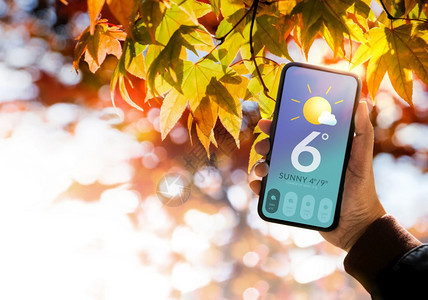 秋和季太阳日天气良好概念手提升了移动电话将天气预报信息红色黄橙树叶作为背景来看待它的落下保持环境图片