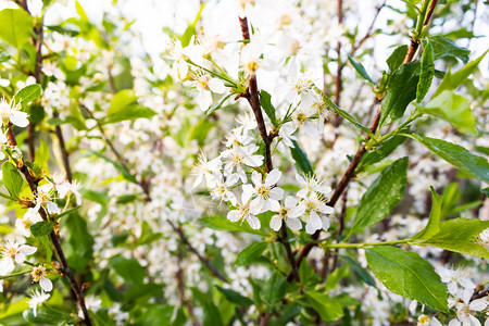 樱桃春天晴林中的白苹果树花青春氛围大自然再生图片