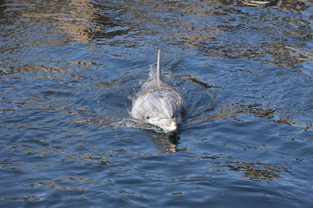 海豚在湖中游泳图片